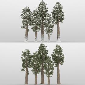 5-5 Sequoia Trees 3D model